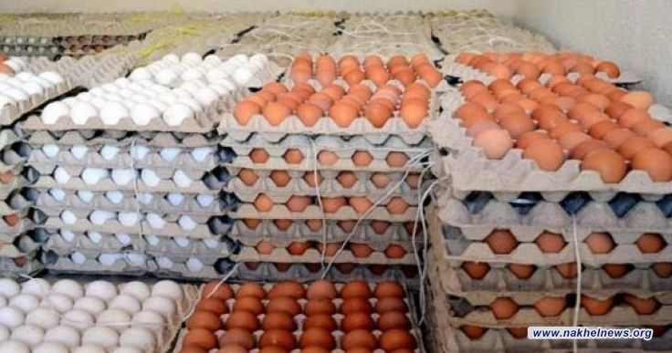 الزراعة: بعض الوزارات لا تتعاون لحماية المنتوج المحلي من البيض